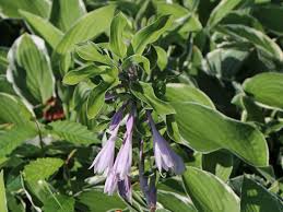 But it is able to take more sunlight than a. Weissrandige Graublatt Funkie Francee Fur Deinen Garten