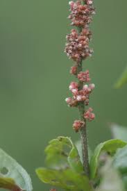 Image result for Acalypha welwitschiana