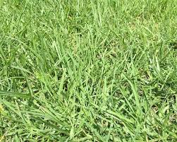 How To Identify Your Lawn Grass