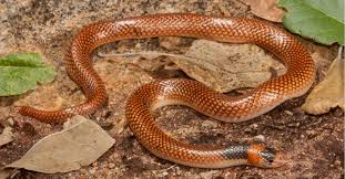 Image result for Brachystephanus