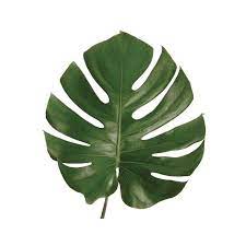 Tropical monstera leaf illustration isolated on white background. Buy Fresh Monstera Leaves For Any Floral Design