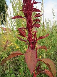 Image result for Amaranthus praetermissus