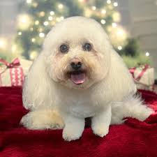 نمایه ‏‎Rockwood Dog grooming‎‏‎