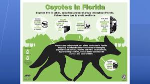 Featuring animals and birds for each state. Facts Tips What To Do If You See A Coyote