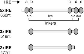 Find buried treasures, gold, silver, coins, relics and jewelry. Multiple Conserved Iron Responsive Elements In The 3 Untranslated Region Of Transferrin Receptor Mrna Enhance Binding Of Iron Regulatory Protein 2 Journal Of Biological Chemistry