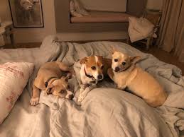 Can Dogs Be Vegan? Everything You Need To Know To Do It Right - the kind  life