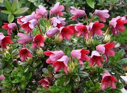 Rhododendron Campylogynum Small Evergreen Shrub 50 75cm Rhododendrons Co Uk With Images Plant Images Small Evergreen Shrubs Rhododendron