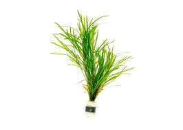 Image result for Potamogeton richardii