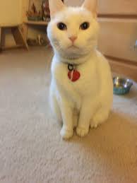 Look how little Snowball was to now. They grow up way to fast.♥️