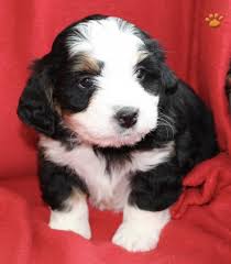 Maybe you would like to learn more about one of these? Abby Mini Bernedoodle Puppy For Sale In Millersburg Oh Lancaster Puppies Bernedoodle Puppy Bernedoodle Puppies