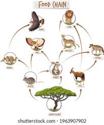 The Food Chain Vs. The Food Web - From Simple To Complex Systems |  Children'S Nature Books - Baby Professor: 9781541938212 - Abebooks