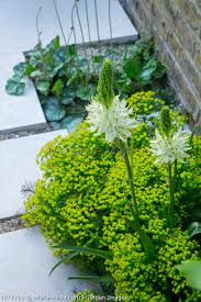 Image result for Heuchera cylindrica Greenfinch