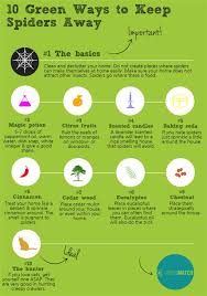 They love to get in dark places such as inside of clothes and shoes on the. How To Get Rid Of Spiders Get Rid Of Spiders Keep Spiders Away Repellent Diy