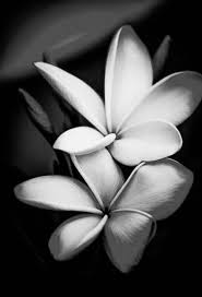 Black And White Flower Photography Photography Black And White Flowers Portraits 70 Ideas Photography Black And White Photography Portraits Black And White Photography Black And White Flowers