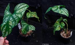 Image result for Cercestis congensis