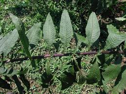 Image result for Vernonia kirkii