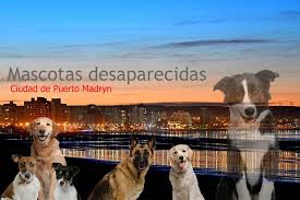 MASCOTAS DESAPARECIDAS Y EN ADOPCION PUERTO MADRYN