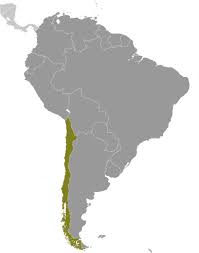 ˈtʃile), officially the republic of chile (spanish: Landkarte Chile America De