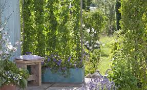 Sichtschutz Mit Pflanzen Die Moglichkeiten Im Uberblick Sichtschutzpflanzen Hopfen Als Dekorative Sichtschutz Pflanze Green Wall Plants Backyard