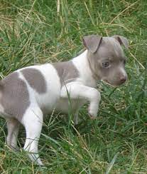 Toy Rat Terrier Puppies Rat Terrier Puppies Rat Terrier Dogs Terrier Puppies