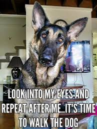 Pin By Cipi Firo Maister On Animals Funny Animals Funny Dog Memes Funny Animal Memes