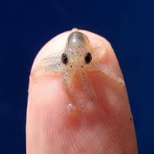 The World S Smallest Known Octopus Is The Octopus Wolfi It Was Discovered And Officially Classified In 1913 Baby Octopus Cute Baby Animals Cute Animals