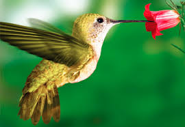 Resultado de imagem para abelha na flor e borboleta