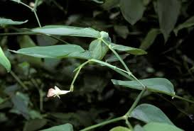 Image result for Maranta arundinacea