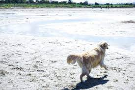 Altona Dog Beach Off Leash Park Pa Burns Reserve Review Review Of Altona Dog Beach 24 Hour Off Leash Dog Melbourne Beach Family Travel Blog Dog Beach
