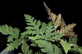 Image result for Doryopteris concolor
