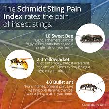 Studying Stinging Insects From Arizonapublicmedia Sting Sweat Bees Insect Stings