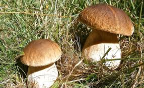 Livraison rapide et économies garanties. Les Champignons Comestibles Les Principales Especes Apprendre A Les Reconnaitre