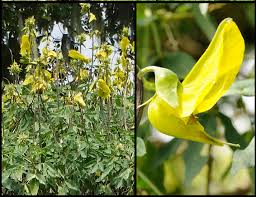 Image result for Crotalaria lebrunii