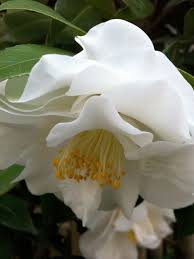 Lovely White Camellia Labeled As La Traviata A Camellia The Web Camellia Register Lists As Believed Extinct Rare Flowers Amazing Flowers Strange Flowers