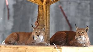 It was in most respects a typical heist that happened in dublin last month. Adw Lynx Lynx Information