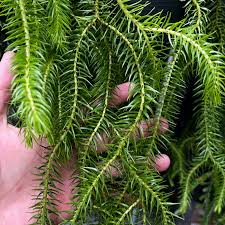 Image result for Huperzia