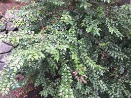 Huckleberries are green when immature and black when mature. Evergreen Shrub In Zone 8