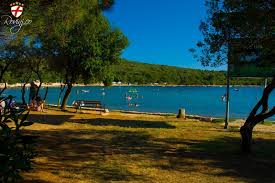 Image result for shadow of beach trees