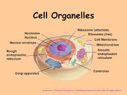 The main difference between plasmogamy and karyogamy is that plasmogamy is the fusion of two hyphal protoplasts while karyogamy is the fusion of two haploid nuclei in fungi. Cell Organelles Ribosome Attached Nucleolus Ribosome Free Nucleus Ppt Video Online Download
