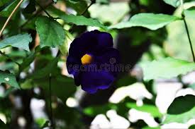 Image result for Thunbergia vogeliana