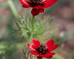 Image result for Aeollanthus ukamensis