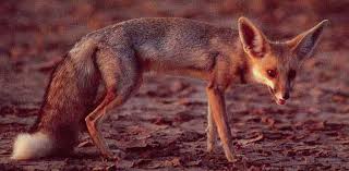 Ruppell S Fox Ruppell S Sand Fox Canine Wild Dogs Weird Animals