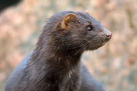 But where did they come from? Mink Hair Weave The Truth You Should Know Mink Brazilian Hair Included
