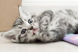 Check spelling or type a new query. American Shorthair Cat Facts