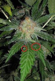 You can also incorporate at least two fans into your grow room to improve the conditions and lessen the chances of powdery mildew development. Powdery Mildew And Cannabis Philosopher Seeds