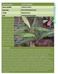 Kacip fatimah kaya dengan phytoestrogen dan isoflavones yang mana bahan tersebut boleh melegakan gejala menopaus. Kacip Fatimah Wannura