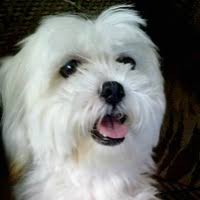 This breed was brought to england and was favored by royalty. Maltese Rescue Adoptions