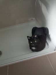 Waiting For A Shower In 2020 Cats Animals Shower