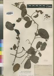 Image result for Embelia schimperi