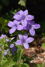 Image result for Barleria obtusa